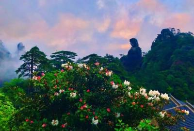 三清山女神宾馆，坐拥杜鹃花海，人居胜地