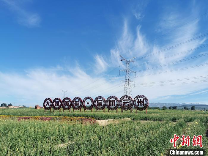     山西省大同市云州区的黄花种植基地。　杨杰英　摄