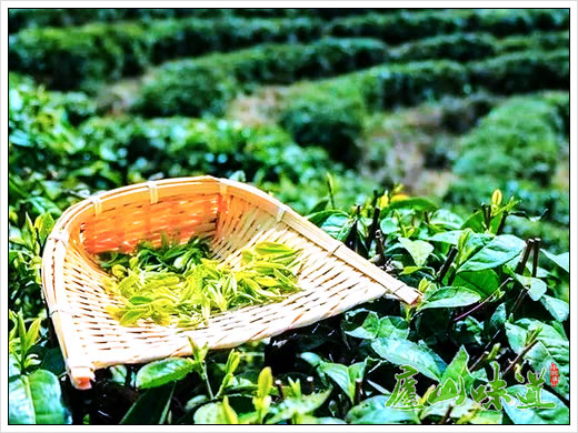 庐山云雾茶春茶开采