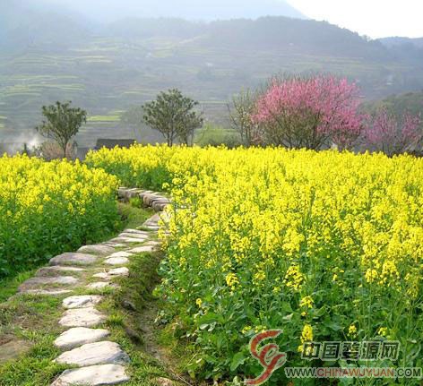 婺源油菜花