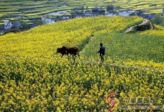 婺源油菜花